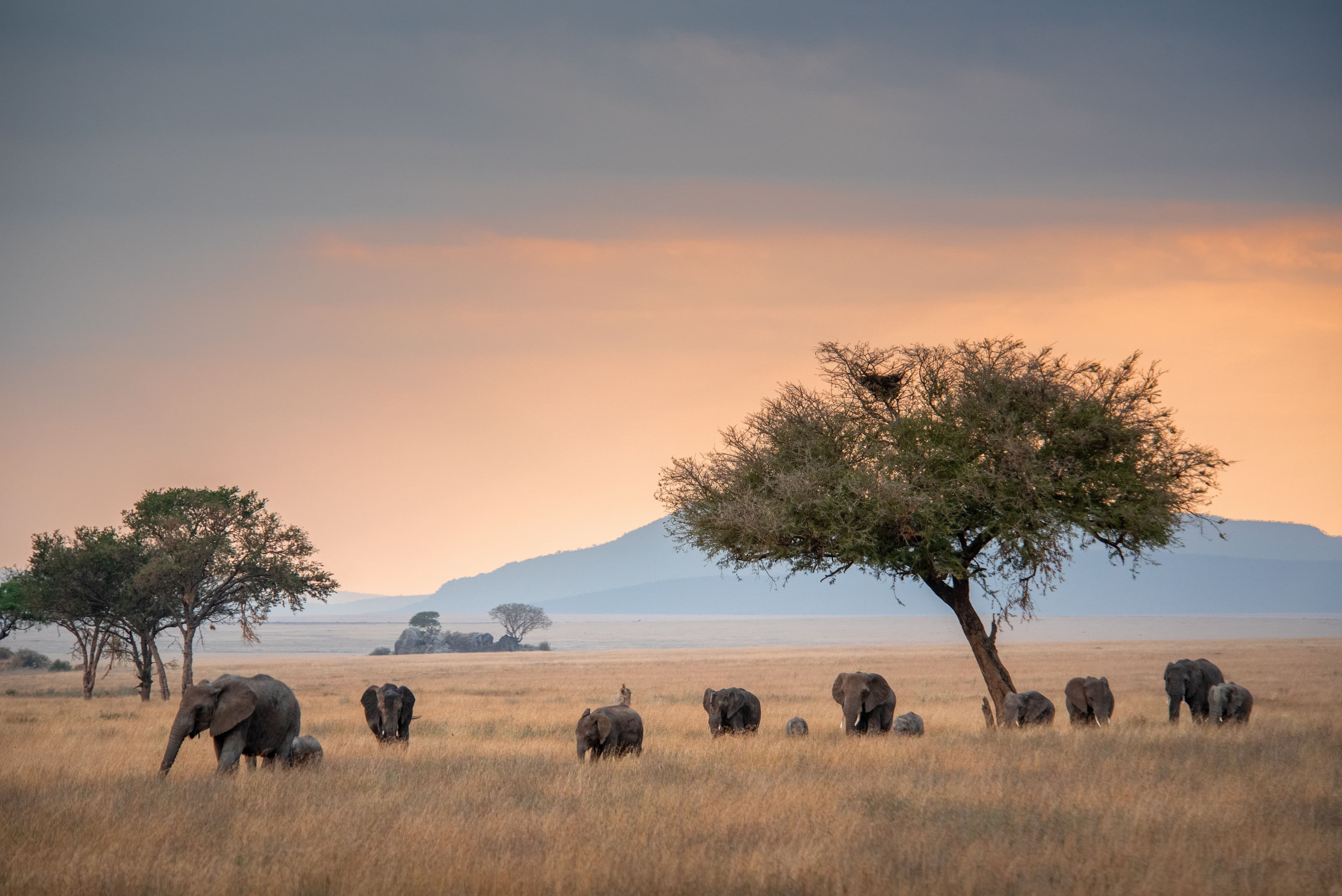 Africa