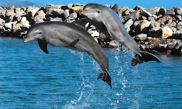 St. Kitts Dolphin Viewing