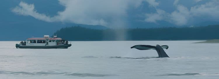 Best Of Juneau: Whale Watching, Mendenhall Glacier & Orca Point Lodge MealVIEW CRUISESBOOK NOW