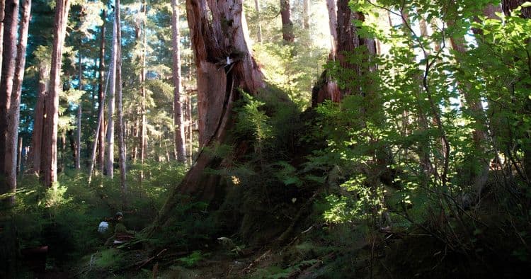 Tongass Rain Forest Nature Hike