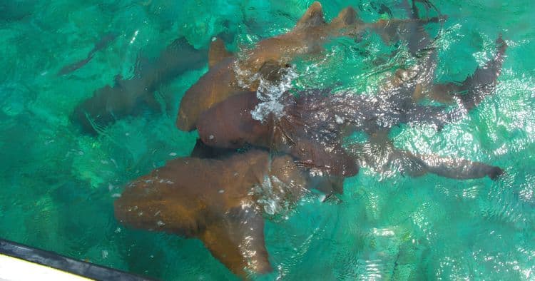 Sharks, Rays, Barrier Reef Snorkel & Island Escape