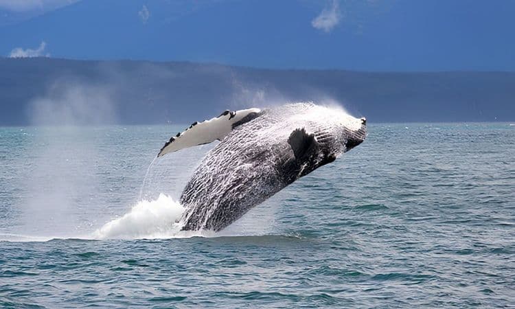Exclusive Alaskan Whale Discovery