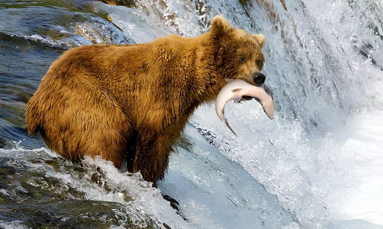 Brown Bear and Wildlife Search by Floatplane