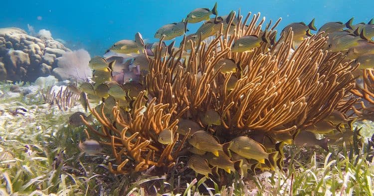 Snorkeling at Hol Chan Marine Reserve-Small Group