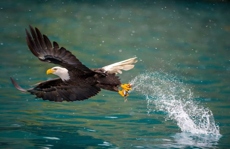 Alaska Raptors & Bald Eagle Foundation (Wheelchair Accessible)