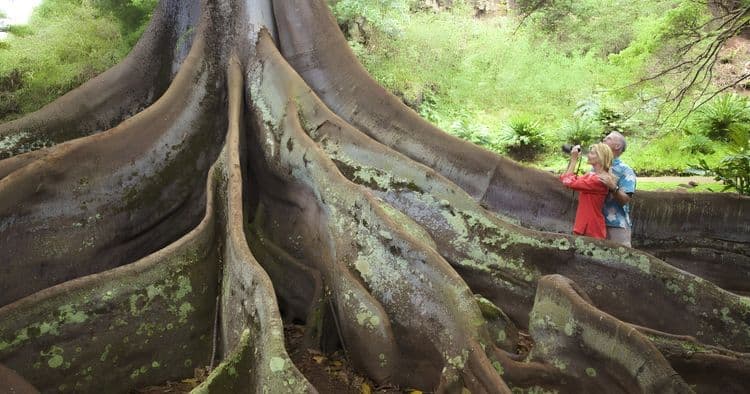 Jewels Of Hawaii–Waterfall & Tropical Garden Tour