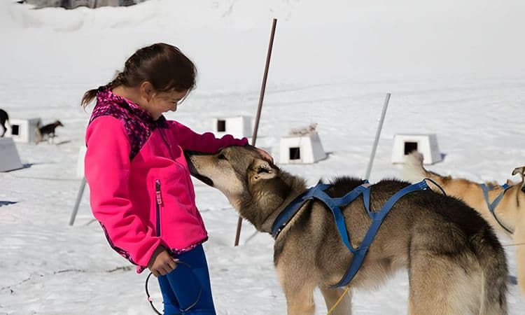Ultimate Dog Sled Experience by Helicopter
