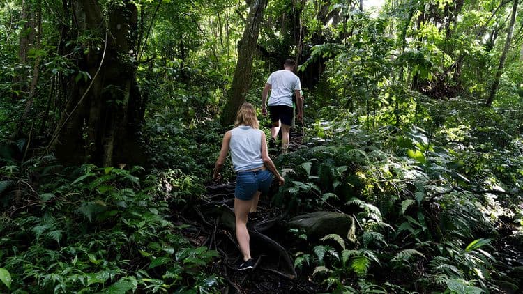 Mount Liamuiga Volcano Hike