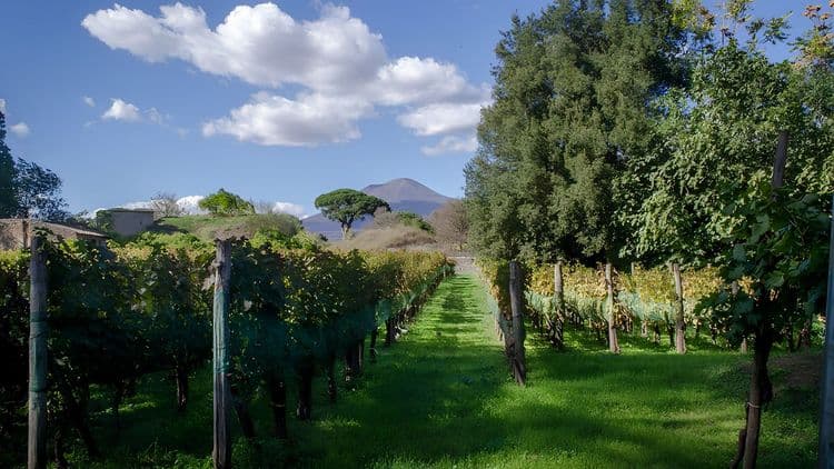 Captain's Club Exclusive Sorrento & Wine Tasting