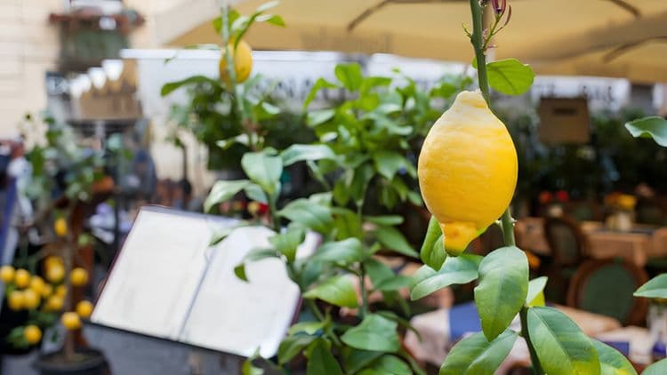 Taste of Sorrento and Pompeii - Small Group
