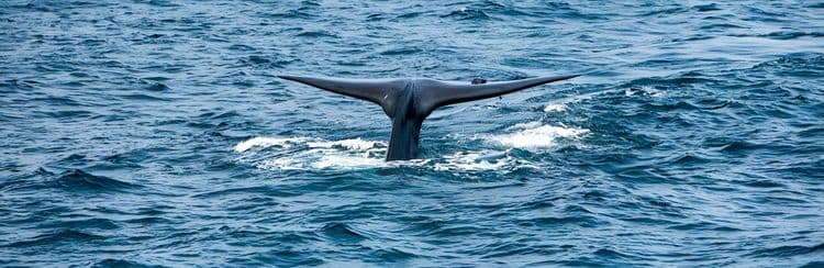 The Marine World Of Mingan
