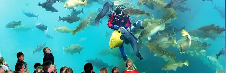 Alesund Highlights & Atlantic Ocean Park