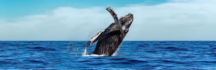 Coastal Island Whale Watch Cruise