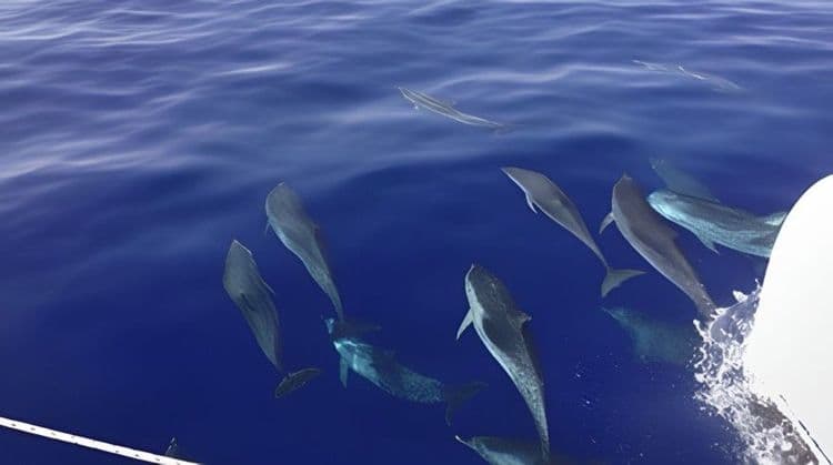 Wildlife Exploration By Boat