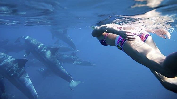 Swim With Doplhins