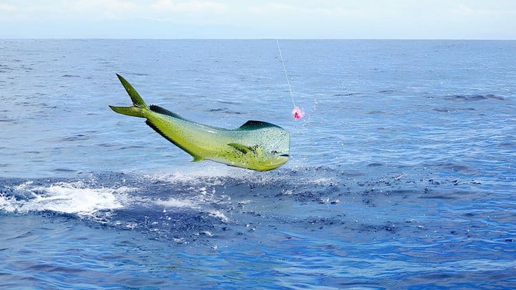 Deep Sea Fishing