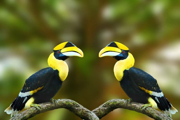 Belize Zoo & City Tour