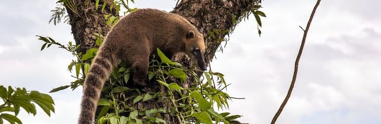 Aerial Tram & Ecological Encounter