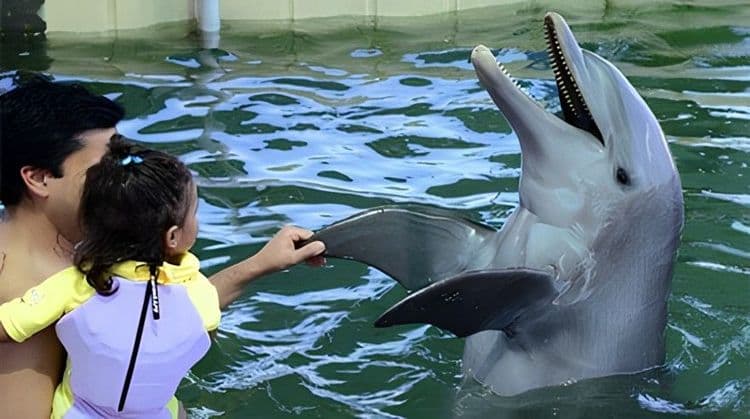 Dolphin Encounter & Stingray City