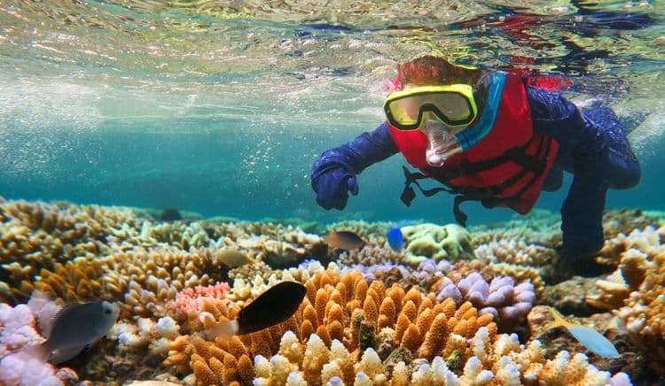 Snorkeling the Great Barrier Reef
