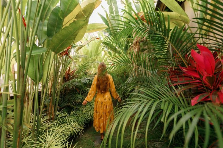 Serene Scenes — Bajan Beach & Botanicals