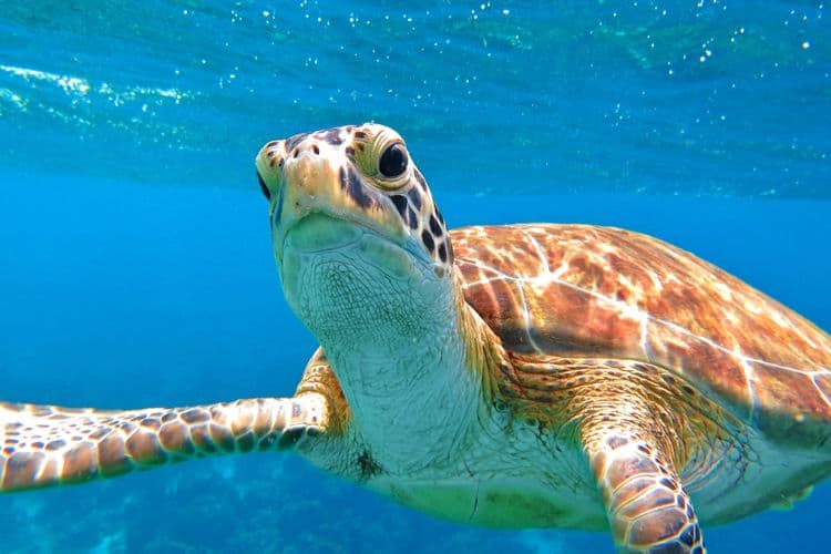 Beach Hop & Snorkel Stops