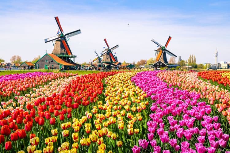 Zaanse Schans & Volendam Walking Tour