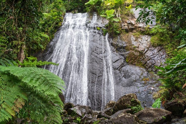 El Yunque Rainforest With Long Hike