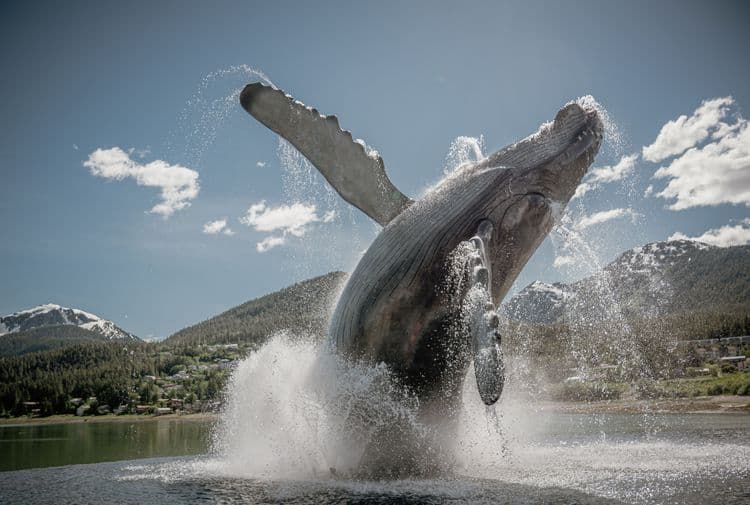 Whales and Rainforest Trails