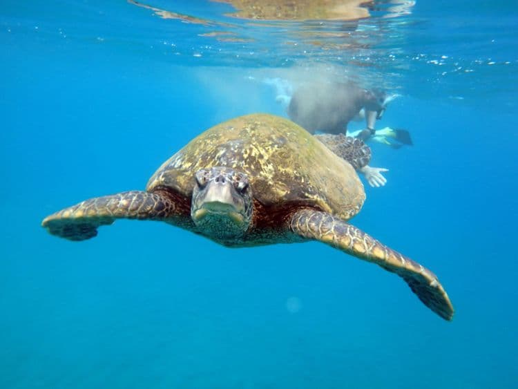 Molokini Zodiac Turtle Snorkel