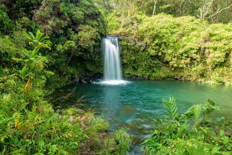 Rainforest Waterfall Hike