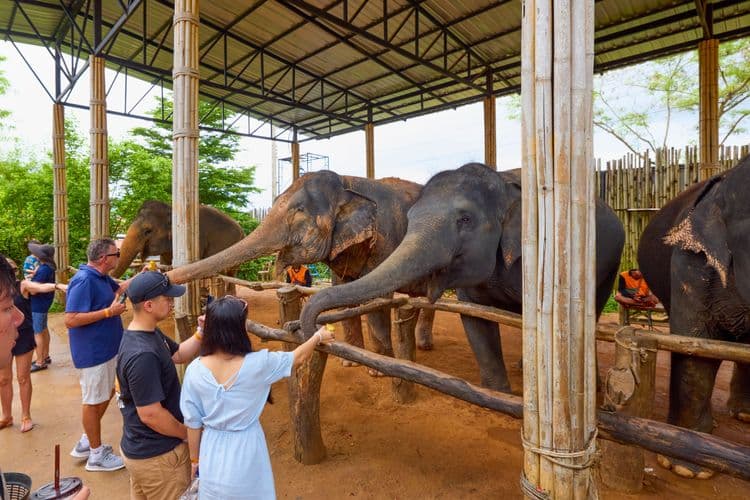 Treating Elephants Ethically
