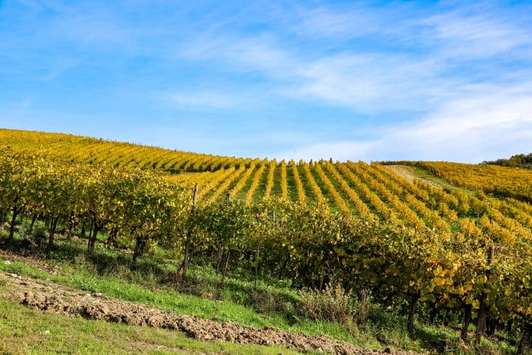 Irpinia Wine Experience