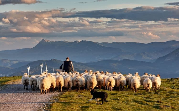 Shepherd For a Day in the Basque Country
