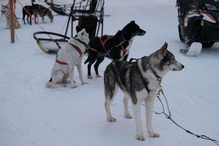 Paeskatun & Husky Farm