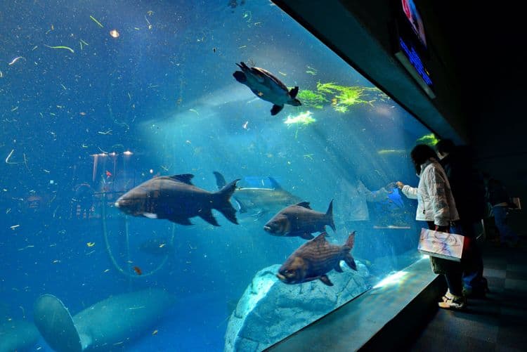 Toba Aquarium And Kashikojima Cruise