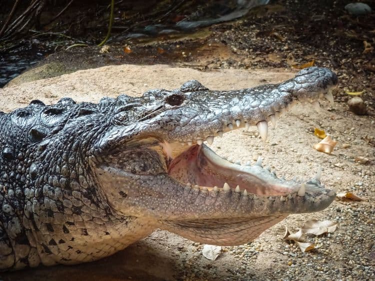 Amazing Eco Tour & Crocodile Sanctuary