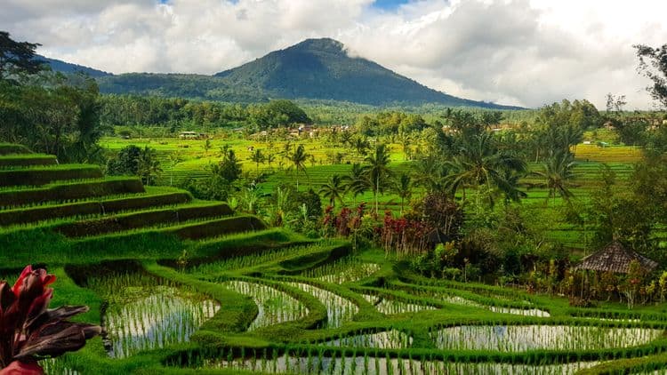 Rice Terraces, Temple Visit & Organic Farm Village