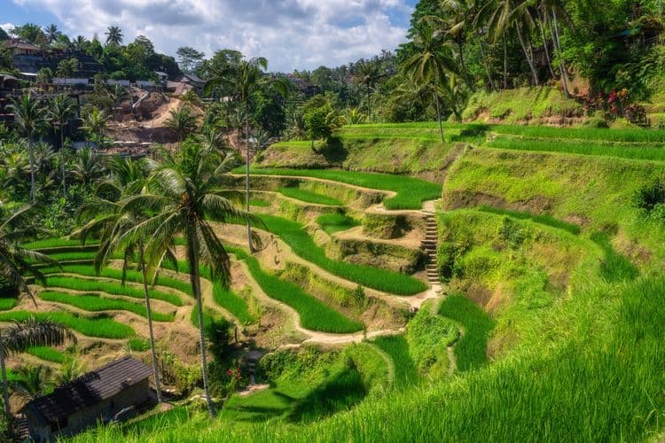 Ubud On Your Own Exploration