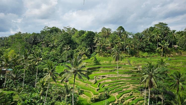 Wheelchair Accessible - Rice Terraces & Mountain Scenes