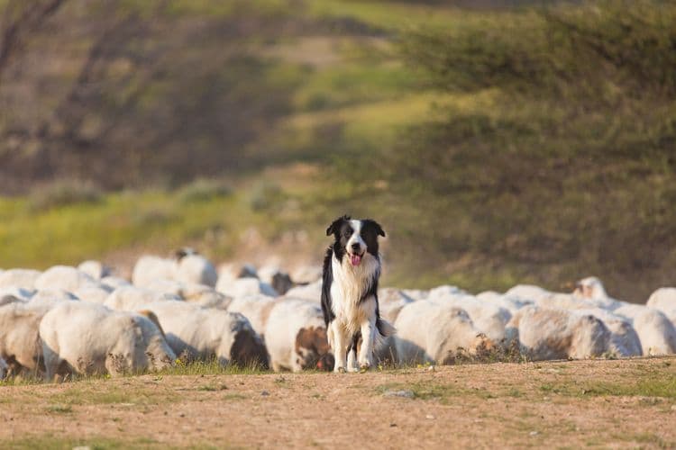 Crofting Shetland – Sheepdog trials and Shetland Ponies