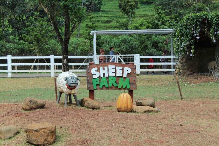 Sheep Farm & Champagne Experience