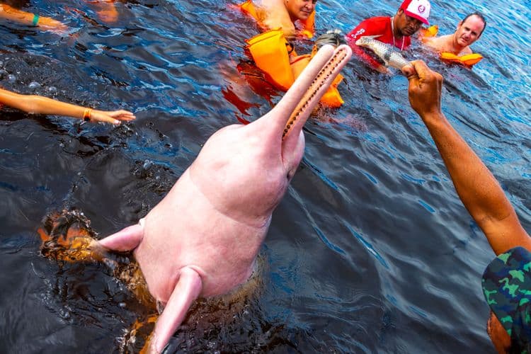 Pink Dolphins and Indigenous Peoples of the Amazon