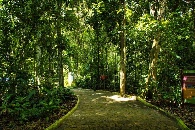 Walking in The Jungle — With Survival Techniques