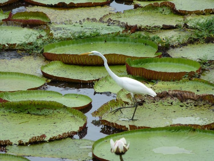 Flora and Fauna of Manaus