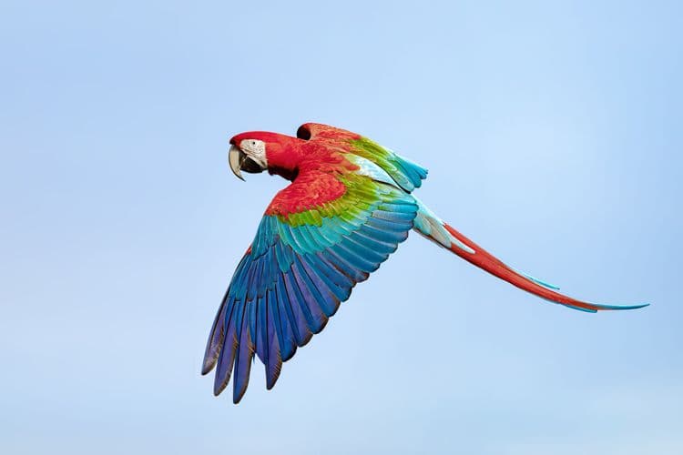 Birdwatching in Brazil